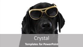  Presentation with cool - Audience pleasing PPT theme consisting of cool-labrador-retriever-dog-wearing backdrop and a gray colored foreground