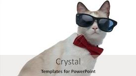  Presentation with cool - Amazing slide deck having cool metis cat with red bowtie sitting and looking through sunglasses on white background backdrop and a light gray colored foreground