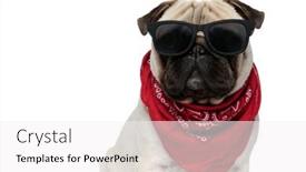  Presentation with jamaican bandana - Presentation featuring cool-pug-puppy-wearing-bandana background and a white colored foreground