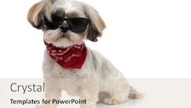  Presentation with cool - Theme enhanced with cool-shih-tzu-puppy-wearing background and a soft green colored foreground