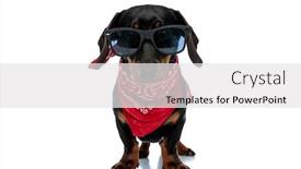  Presentation with cool - Slide set featuring cool-teckel-puppy-wearing-red background and a white colored foreground