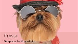  Presentation with cool - Slide deck consisting of cool-yorkie-dog-with-hat background and a coral colored foreground