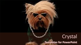  Presentation with pearls - Presentation theme consisting of cool-yorkie-dog-with-sunglasses background and a tawny brown colored foreground