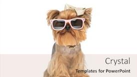  Presentation with cool - Presentation theme having cool-yorkie-puppy-with-bow background and a coral colored foreground