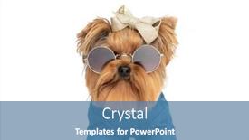  Presentation with cool - Presentation theme having cool-yorkshire-terrier-dog background and a teal colored foreground