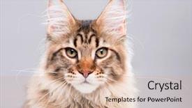  Presentation with maine - Audience pleasing theme consisting of coon kitten cute young cat backdrop and a coral colored foreground