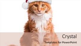  Presentation with christmas red - Slide set consisting of coon kitten in red christmas background and a coral colored foreground