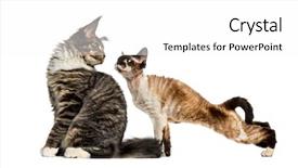  Presentation with young grey maine coon cat - Cool new presentation design with coon sitting and devon rex backdrop and a  colored foreground