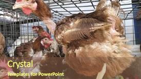  Presentation with animal chicken - Beautiful PPT layouts featuring caged chickens backdrop and a coral colored foreground