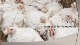  Presentation with chicken - Amazing PPT theme having chicken broilers backdrop and a soft green colored foreground