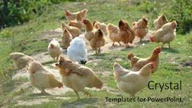  Presentation with chicken - Presentation design with chickens graze on grass background and a seafoam green colored foreground