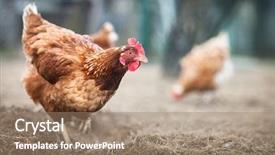  Presentation with hen - Amazing presentation theme having chicken feather - closeup of a hen backdrop and a coral colored foreground