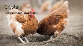  Presentation with farmyard - Beautiful presentation featuring poultry farm broiler chickens - closeup of a hen backdrop and a coral colored foreground