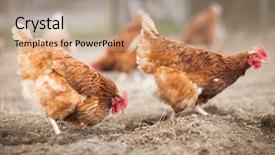  Presentation with farmyard - Amazing PPT theme having house free - closeup of a hen backdrop and a coral colored foreground