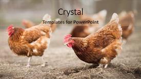  Presentation with farmyard - PPT theme with chicken farm - closeup of a hen background and a coral colored foreground