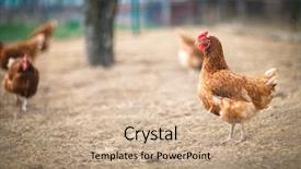  Presentation with hen - Colorful PPT theme enhanced with chicken free - closeup of a hen backdrop and a coral colored foreground