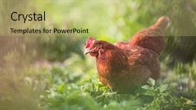  Presentation with hen - Presentation with broilers - closeup of a hen background and a yellow colored foreground