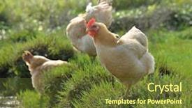  Presentation with free - Amazing presentation design having free range chickens backdrop and a tawny brown colored foreground