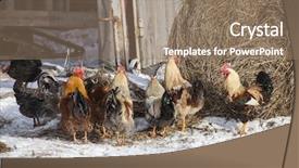  Presentation with farmyard - Slides enhanced with group of free range chickens background and a coral colored foreground