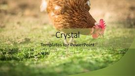  Presentation with farmyard - Cool new slides with free farming - hen in a farmyard gallus backdrop and a gold colored foreground