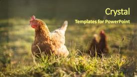  Presentation with farmyard - Amazing slide deck having free farming - hen in a farmyard gallus backdrop and a tawny brown colored foreground