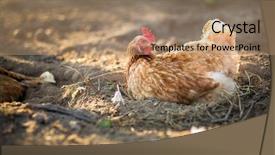  Presentation with hen - Beautiful PPT theme featuring chicken farm - hen in a farmyard gallus backdrop and a coral colored foreground