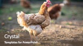  Presentation with farmyard - Colorful theme enhanced with chicken free - hen in a farmyard gallus backdrop and a violet colored foreground