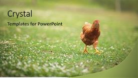  Presentation with farmyard - Presentation theme consisting of rooster red comb - hen in a farmyard gallus background and a yellow colored foreground