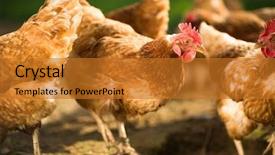  Presentation with hen - Audience pleasing presentation theme consisting of chicken free - hen in a farmyard gallus backdrop and a gold colored foreground