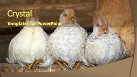  Presentation with baby chickens little cute chicks - Colorful presentation enhanced with layer farming - three chickens element of design backdrop and a tawny brown colored foreground