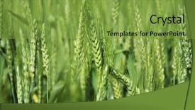  Presentation with wheat - Slides featuring cooperative farming - green wheat on the field background and a seafoam green colored foreground