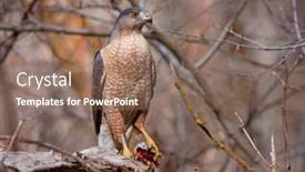 Presentation with hawk - PPT theme enhanced with coopers-hawk-on-a-branch background and a coral colored foreground