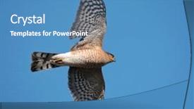  Presentation with flying hawk - Theme having coopers or sharp shinned hawk background and a teal colored foreground