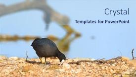  Presentation with walking - Colorful presentation design enhanced with coot-walking-near-the-river backdrop and a sky blue colored foreground