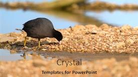  Presentation with walking - PPT theme with coot-walking-near-the-river background and a coral colored foreground