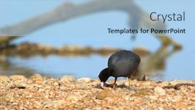  Presentation with walking - Presentation design featuring coot-walking-near-the-river background and a light blue colored foreground