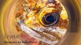  Presentation with copper - Presentation consisting of copper-rockfish-shot background and a coral colored foreground