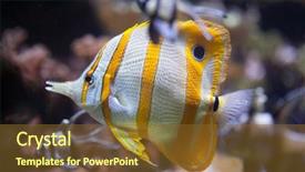  Presentation with marine - Presentation with copperband butterflyfish chelmon rostratus marine background and a tawny brown colored foreground
