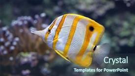  Presentation with marine alga - Amazing PPT layouts having copperband butterflyfish chelmon rostratus marine backdrop and a tawny brown colored foreground