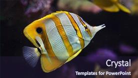  Presentation with tropical - Colorful PPT layouts enhanced with copperband butterflyfish chelmon rostratus tropical backdrop and a wine colored foreground