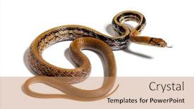  Presentation with white rat - PPT layouts having copperhead-rat-snake-tongue-out background and a coral colored foreground