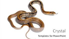  Presentation with rat - Presentation theme having copperhead-rat-snake-tongue-out background and a white colored foreground