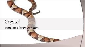  Presentation with cameron highland - Cool new PPT theme with copperhead snake or highland moccasin backdrop and a light gray colored foreground