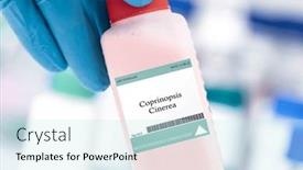  Presentation with fungus - Presentation theme enhanced with coprinopsis-cinerea-fungus-a-mushroom background and a sky blue colored foreground