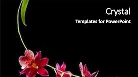  Presentation with orchid - Amazing PPT layouts having copy space isolated on black backdrop and a black colored foreground