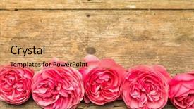  Presentation with rose wood - Amazing PPT theme having copy space on rustic wood backdrop and a coral colored foreground