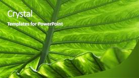  Presentation with veins - Slides enhanced with tropical leaf green background texture background and a tawny brown colored foreground