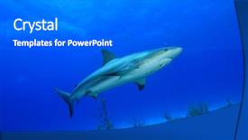  Presentation with coral reef - Presentation with coral and caribbean reef shark background and a gray colored foreground