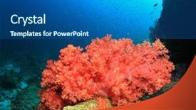  Presentation with aquatic - Theme consisting of coral and fish in ocean background and a  colored foreground