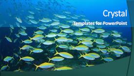  Presentation with fish ocean - Beautiful presentation featuring coral and fish underwater backdrop and a teal colored foreground